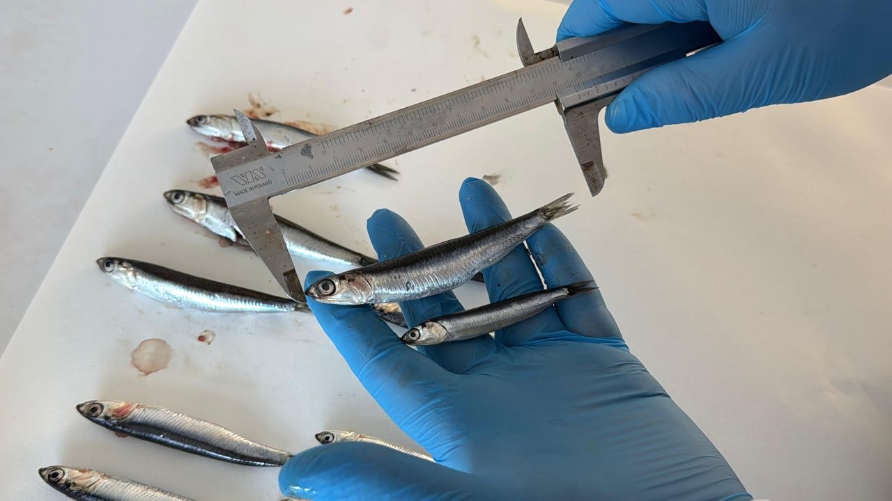 Karadeniz'de aşırı avcılık nedeniyle hamsi boyu küçüldü