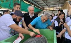 Tedavisi Tamamlanan 3 Deniz Kaplumbağası ve Yavruları Denizle Buluşturuldu