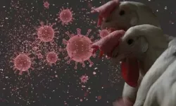 Bakanlıktan 'Kuş Gribi' Açıklaması!