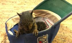 Hayvanseverler, Peanut’ın geri verilmesi için geniş bir destek topluyor.