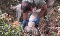 Bakanlığın Eğitimli Köpekleri İle Trüf Mantarının Haritası Çıkarılacak