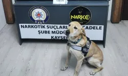 Salça Bidonuna Gizlenmiş Skunk'ı Narkotik Köpeği Jack Buldu