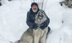 Erzurum'da, Kendisine Saldıran Kurttan Köpekleri Sayesinde Kurtuldu