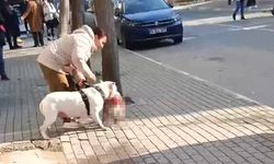 Avcılar'da Sokak Kedisini Öldüren Yasaklı Irk Köpeğin Sahibi Yakalandı