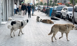 Her Bir Sahipsiz Hayvan İçin Belediyelere 71 Bin 965 Lira Para Cezası Uygulanacak