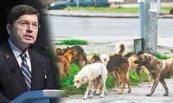 Başıboş Köpek Saldırılarına Soruşturma!