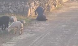 Tokat'ta Koyuna Eziyet Eden Cani Böyle Görüntülendi!