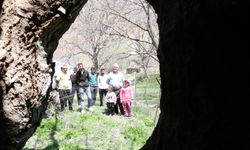 Asırlık Ceviz Ağacının Kovuğuna 12 Kişi Sığdı