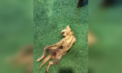Vicdansızlığın Böylesi! İç Organları Çıkarılmış 2 Kedi İçin Polis İnceleme Başlattı