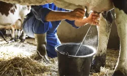 Süt Sağmak İçin Girdiği Ahırda Akıma Kapılarak Hayatını Kaybetti