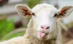 Kurban Bayramı Tatili 9 Gün Olacak Mı? Gözler Kabine'nin Toplantısında