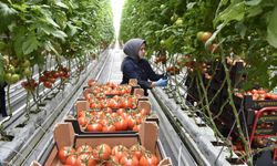 Sivas'tan Avrupa'ya 'Sıfır Pestisitli' Domates