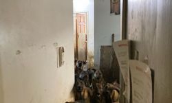 ABD’de Tahliye Edilen Bir Apartman Dairesinde 48 Köpek Bulundu