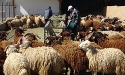 Araştırma Merkezinde Yetiştirilen Koyunlar, Kurbanlık Olarak Satışa Çıkarıldı