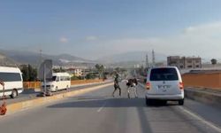 Çiftlikten Kaçan Deve Kuşu Trafiği Birbirine Kattı