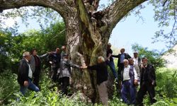 'İmam Ağacı' Olarak Bilinen Ceviz Ağacı 350 Yaşında