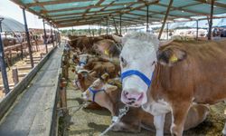 İnternetten Kurbanlık Alırken Dolandırılmayın