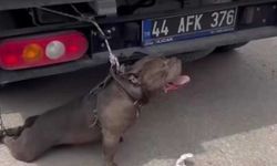 Malatya'da Pitbull Saldırısına Uğrayan Kadın Yaralandı