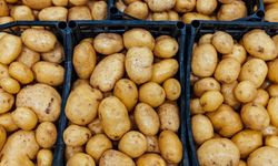 Türkiye’ye Gelen 2 Bin Ton Patates de Virüs Tespit Edildi