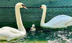 Kuğulu Park’ta 15 Yıldır Beklenen Doğum Gerçekleşti