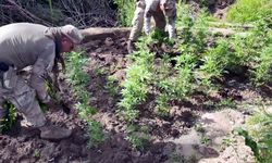 Diyarbakır'da 12,3 Milyon Kök Kenevir ve Skunk Ele Geçirildi; 22 Tutuklama