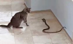 Antalya'da Kedi İle Yılanın Kavgası Kamerada