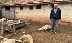 Ağıla Giren Kurtlar 18 Koyunu Telef Etti