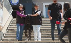Beşiktaş'ta Arkadaşını Öldürüp, Kocaeli'de Polise Teslim Oldu