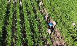 Diyarbakır'da Mısır Tarlasına Ekilen 41 Bin Kök Skunk Ele Geçirildi