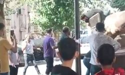 Az Kalsın Boğa Kasabı Kurban Ediyordu!
