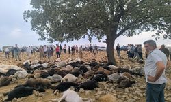 Şırnak'ta Yıldırım İsabet Eden 99 Küçükbaş Öldü