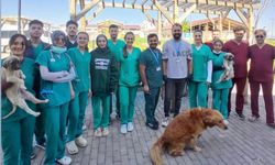 Sivas'ta Sokak Hayvanları, Üniversite İş Birliğiyle Kısırlaştırılıyor