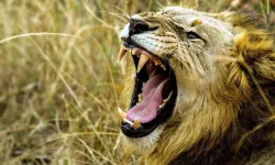 Ünlü İş Adamı Aslan Saldırısında Hayatını Kaybetti!