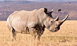 24 Milyon Yıllık Fosillerden Protein Çıkarıldı