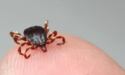 Bolu'da Kenenin Isırdığı Kadın Hayatını Kaybetti!