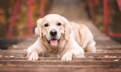 Eğitilmiş Köpekler Parkinson Hastalığını Yüzde 98 Doğrulukla Tespit Etti