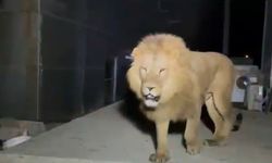 Vurularak Öldürülen Firari Aslan Hakkında Valilikten Açıklama Geldi