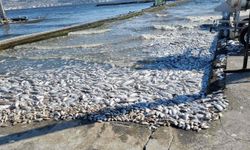 'İzmir Körfezi'nde Yeniden Balık Ölümleri Olacak'