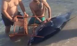 Karaya Vuran Orkinosu Sandalyeyle Kıyıya Çekmeye Çalıştılar