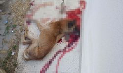Ankara'da Polis, Kendisine Saldırdığını İddia Ettiği Köpeği Tabancayla Öldürdü