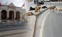İstanbul Valiliği'nden Sahipsiz Sokak Hayvanlarının Toplatılması Kararı