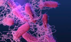 ABD’de Salmonella Alarmı