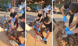 Ölü Koyunun Karnında Uyuşturucu Sevkiyatı Polise Takıldı: 1 Gözaltı