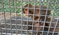 Şiddet Gören Maymun, Tarsus Doğa Parkı'na Gönderilecek
