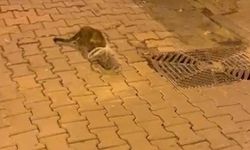 Kedinin başına poşet geçirip bağladılar
