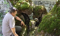 Erzurum'da İnsan Silueti Şeklinde Büyüyen 300 Yıllık Dut Ağacı