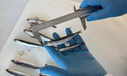 Karadeniz'de aşırı avcılık nedeniyle hamsi boyu küçüldü