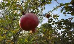 86 yaşında, arazisinde 54 farklı organik meyve yetiştiriyor