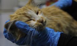 Sivas'ta kedi AIDS'ine rastlandı, uzmanı 'kontrol' uyarısı yaptı