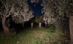 Balıkesir'de zeytin hırsızlığına karşı jandarma ve komandolar sahada